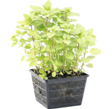 Oregano-Pflanze in einem schwarzen, quadratischen Gittertopf für Teiche.