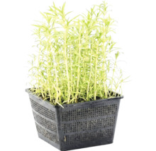 Teichpflanze in einem schwarzen Pflanzkorb für den Gartenteich.