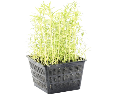 Teichpflanze in einem schwarzen Pflanzkorb für den Gartenteich.
