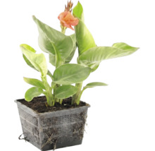 Canna Wasserpflanze mit grünen Blättern und einer orangen Blüte im schwarzen Gitterkorb.