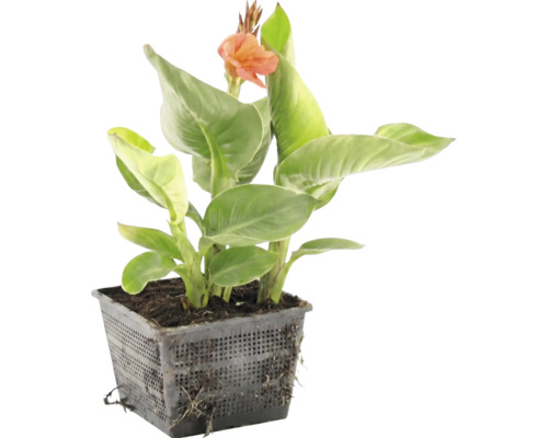 Canna Wasserpflanze mit grünen Blättern und einer orangen Blüte im schwarzen Gitterkorb.