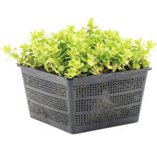 Grüne Teichpflanze Pfennigkraut Lysimachia nummularia in einem quadratischen schwarzen Gitterkorb für Teiche.