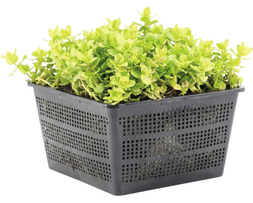 Grüne Teichpflanze Pfennigkraut Lysimachia nummularia in einem quadratischen schwarzen Gitterkorb für Teiche.