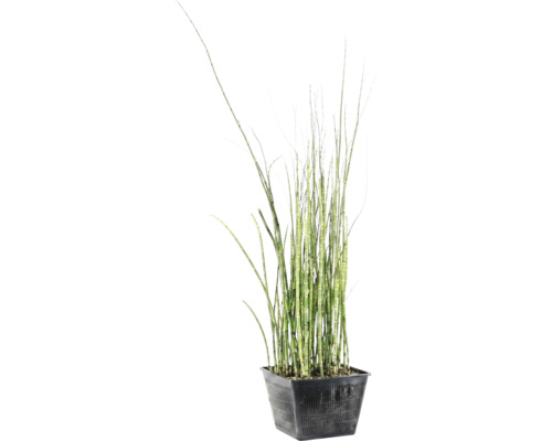 camena bio saatgut Bio Oregano Samen kaufen ➤ Bio-zertifiziert & Keimgarantie main image 0
