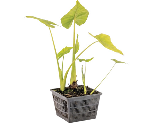 Riesen-Elefantenohr, Riesenblttrige Pfeilblatt, FloraSelf | HORNBACH