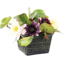 Seerosen-Mix mit verschiedenen Blütenfarben in einem schwarzen Pflanzkorb für den Gartenteich.
