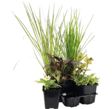 Sortiment aus vier verschiedenen Gartenpflanzen in schwarzen Kunststofftöpfen, bestehend aus Ziergras, Blühpflanze und Blattschmuckpflanzen.