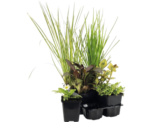 Sortiment aus vier verschiedenen Gartenpflanzen in schwarzen Kunststofftöpfen, bestehend aus Ziergras, Blühpflanze und Blattschmuckpflanzen.