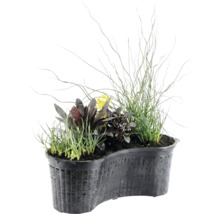 Nierenförmiger Teichpflanzenkorb mit verschiedenen Wasserpflanzen wie Gräsern, dunkellaubigen Pflanzen und gelben Blüten.