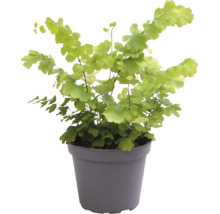 Zimmerpflanze Frauenhaarfarn Adiantum raddianum in einem grauen Kunststofftopf.