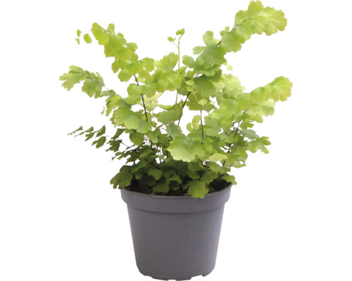 Zimmerpflanze Frauenhaarfarn Adiantum raddianum in einem grauen Kunststofftopf.