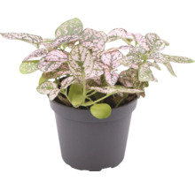 Punktblatt Hypoestes phyllostachya mit gemusterten Blättern in einem grauen Kunststofftopf.