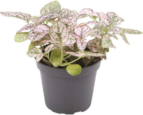 Punktblatt Hypoestes phyllostachya mit gemusterten Blättern in einem grauen Kunststofftopf.