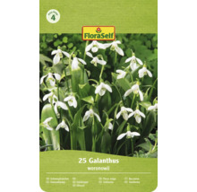 FloraSelf Logo, Preisgruppe 4. Packung mit 25 Schneeglöckchen Galanthus woronowii mit glockenförmigen Blüten.