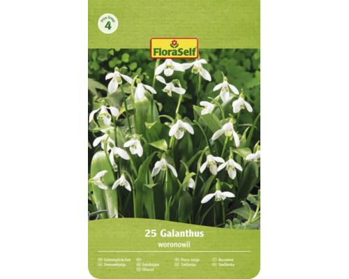 FloraSelf Logo, Preisgruppe 4. Packung mit 25 Schneeglöckchen Galanthus woronowii mit glockenförmigen Blüten.