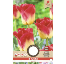 8 Blumenzwiebeln Tulipa Match von Florex. Rot-gelbe Tulpen. Pflanzzeit September bis Dezember, Blüte April bis Mai, Höhe 45 Zentimeter. Florex Logo.