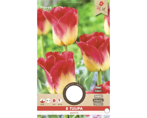 8 Blumenzwiebeln Tulipa Match von Florex. Rot-gelbe Tulpen. Pflanzzeit September bis Dezember, Blüte April bis Mai, Höhe 45 Zentimeter. Florex Logo.