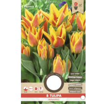 Florex Tulipa Winnipeg Blumenzwiebeln, 8 Stück, niedrige Tulpen mit gelb-roten Blüten, Wuchshöhe 25 Zentimeter, für Kübel geeignet.
