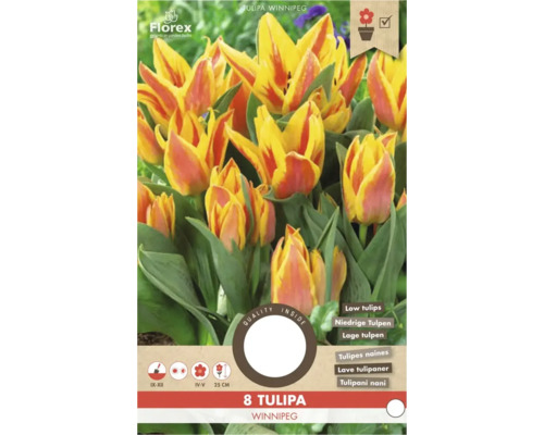 Florex Tulipa Winnipeg Blumenzwiebeln, 8 Stück, niedrige Tulpen mit gelb-roten Blüten, Wuchshöhe 25 Zentimeter, für Kübel geeignet.