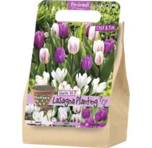 Rembrandt Starter Kit Lasagna Planting mit Blumenzwiebeln von Krokussen, Tulpen und Hyazinthen für die schichtweise Pflanzung.