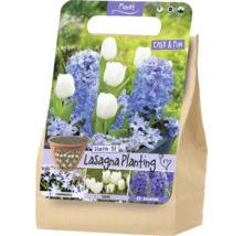 Monet Logo. Starterset Lasagna Planting mit Blumenzwiebeln von Chionodoxa, Tulpen und Hyazinthen. Pflanzschema für Schichten, Blütezeit Februar bis April.