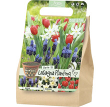 Picasso Lasagna Planting Starter Kit zur Etagenbepflanzung mit Muscari-, Narzissen- und Tulpenzwiebeln.