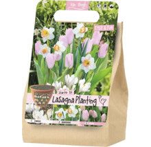Van Gogh Starter-Kit für Lasagna-Bepflanzung mit Blumenzwiebeln von Krokussen, Narzissen und Tulpen.