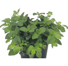 Oregano Pflanze Origanum vulgare im Kunststofftopf