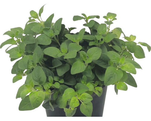 Oregano Pflanze Origanum vulgare im Kunststofftopf