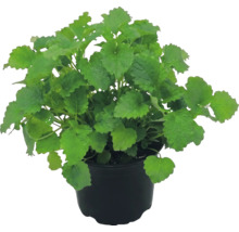 Zitronenmelisse Melissa officinalis in einem schwarzen Kunststofftopf.