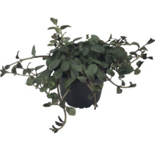 Pfennigkraut Lysimachia im schwarzen Kunststofftopf mit hängenden Trieben.