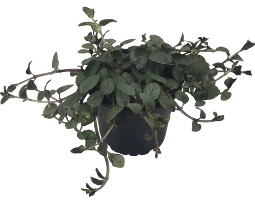Pfennigkraut Lysimachia im schwarzen Kunststofftopf mit hängenden Trieben.