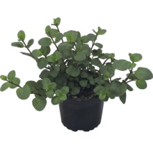 Oregano Küchenkräuter im schwarzen Kunststofftopf