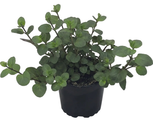 Oregano Küchenkräuter im schwarzen Kunststofftopf