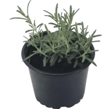 Echter Lavendel Lavandula angustifolia im schwarzen Kunststofftopf