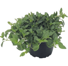 Frischer Oregano im schwarzen Pflanztopf