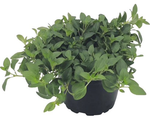 Frischer Oregano im schwarzen Pflanztopf