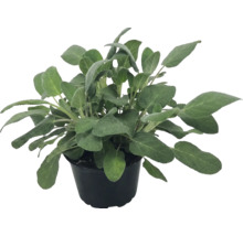 Salbei Pflanze Salvia officinalis im schwarzen Kunststofftopf.