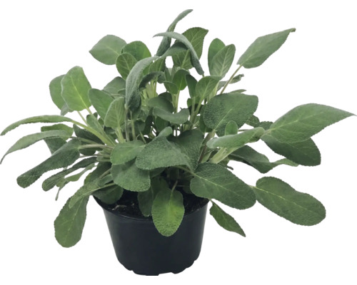 Salbei Pflanze Salvia officinalis im schwarzen Kunststofftopf.