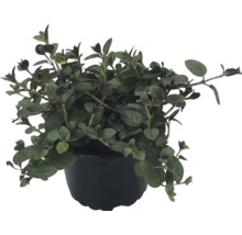 Oregano-Pflanze im schwarzen Topf, Küchenkräuter für Garten und Balkon.