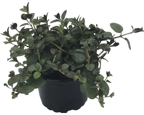 Oregano-Pflanze im schwarzen Topf, Küchenkräuter für Garten und Balkon.