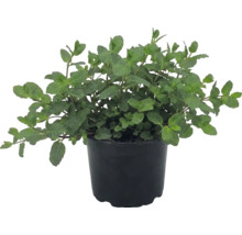 Frische Minze im schwarzen Kunststofftopf, Mentha, Küchenkräuter