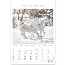Kalenderblatt für Januar zweitausendsiebenundzwanzig mit zwei weißen Pferden, die durch den Schnee galoppieren.