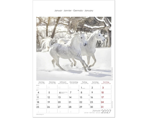 Kalenderblatt für Januar zweitausendsiebenundzwanzig mit zwei weißen Pferden, die durch den Schnee galoppieren.