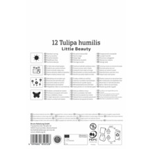 Rückseite der Packung für 12 Tulipa humilis Little Beauty Blumenzwiebeln mit Pflanzanweisungen, Symbol für sonnigen Standort und PEFC Logo.