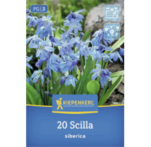 Kiepenkerl Logo, 20 Blumenzwiebeln Scilla siberica mit blauen Blüten, geeignet für Pflanzgefäße und Gartenbeete, blühend.