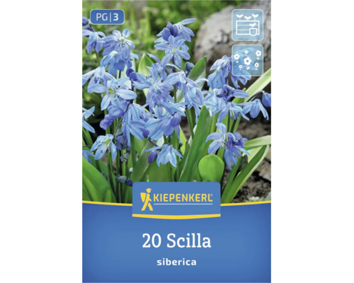 Kiepenkerl Logo, 20 Blumenzwiebeln Scilla siberica mit blauen Blüten, geeignet für Pflanzgefäße und Gartenbeete, blühend.