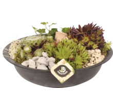 Hauswurz-Arrangement in einer flachen Schale mit Sukkulenten, Efeu, Dekosteinen und JS Creations Logo.