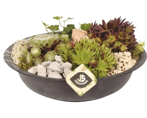Hauswurz-Arrangement in einer flachen Schale mit Sukkulenten, Efeu, Dekosteinen und JS Creations Logo.