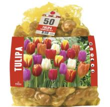 50 Tulpenzwiebeln Florex Tulipa Triumph Mix in einem Netzbeutel mit Produktbild.